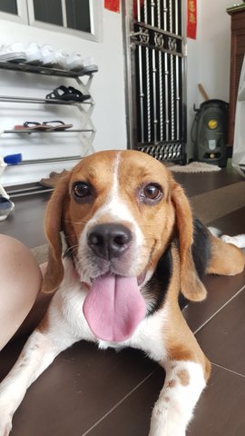 Oscar - Beagle Dog