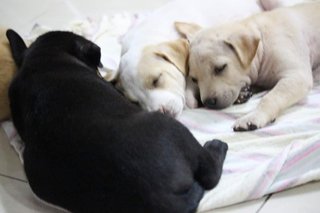 Labrador Mix Pups - Labrador Retriever Mix Dog