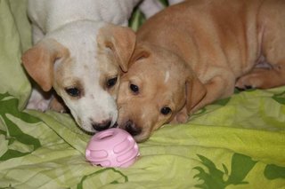 Labrador Mix Pups - Labrador Retriever Mix Dog