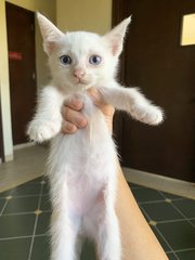 Cosmo - Domestic Short Hair Cat