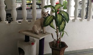 Yang Yang - Domestic Medium Hair Cat