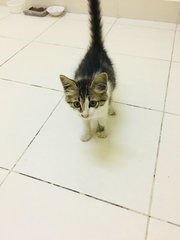 Zoro - Domestic Short Hair Cat