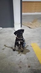 Ponyo - Dachshund Mix Dog