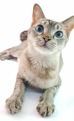 Mink - Domestic Short Hair Cat