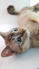 Mink - Domestic Short Hair Cat