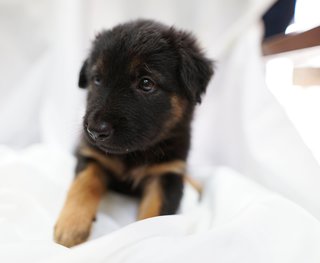 Arthur - Mixed Breed Dog