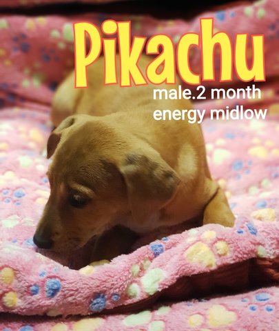 Pikachu - Mixed Breed Dog