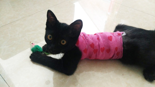 Adopted Adorable Lilly Needs A Home - Domestic Short Hair Cat