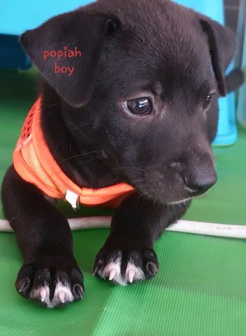 Popiah (Adopted) - Mixed Breed Dog