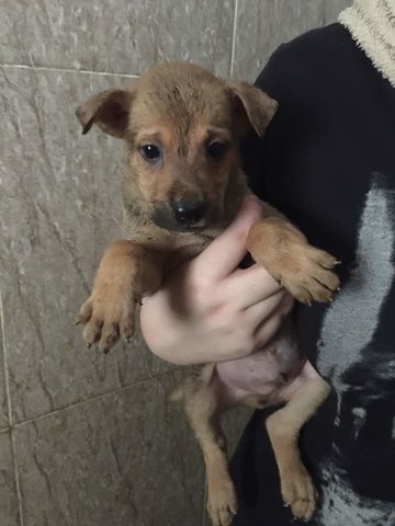 Bubbles &amp; Benedict - Patterdale Terrier (Fell Terrier) Mix Dog