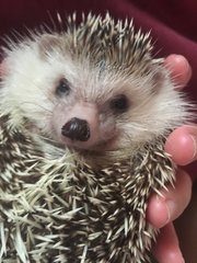 Timmy - Hedgehog Small & Furry