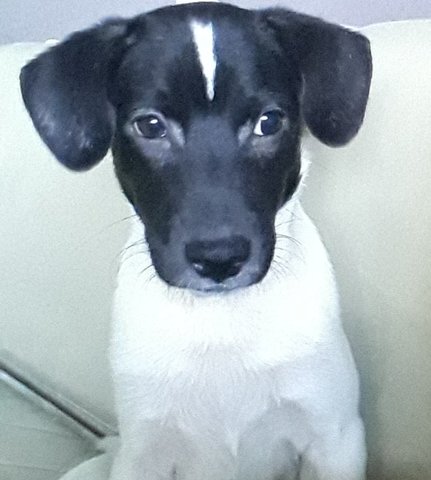Mixed Breed Dog For Adoption - 2 Years 7 Months, Spot from ...