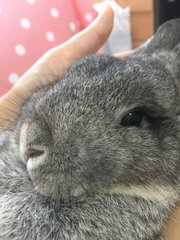 Cotton - Netherland Dwarf Rabbit