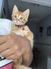 Ginger Bread - Domestic Medium Hair Cat