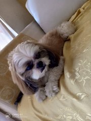 Rocky - Shih Tzu Dog