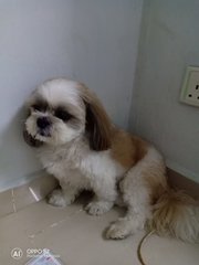 Rocky - Shih Tzu Dog