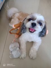 Rocky - Shih Tzu Dog