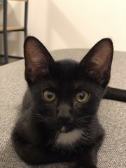 Theodore - Tuxedo Cat