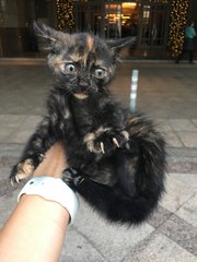 Bramble - Domestic Short Hair + Bobtail Cat