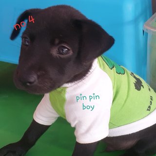 Pin Pin - Mixed Breed Dog