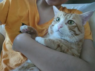 Mochi - Domestic Short Hair + Tabby Cat