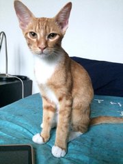 Bowie (Kitty Stardust) - Domestic Short Hair Cat