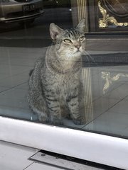 No Name - Domestic Short Hair Cat