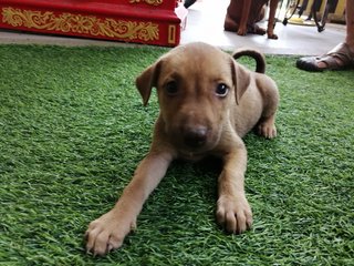 Puppies For Adoption  - Mixed Breed Dog