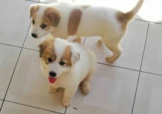 Cherry, Benny &amp; Scooby (V) - Mixed Breed Dog