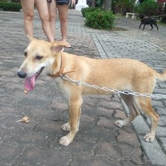 Brownie  - Rat Terrier Mix Dog