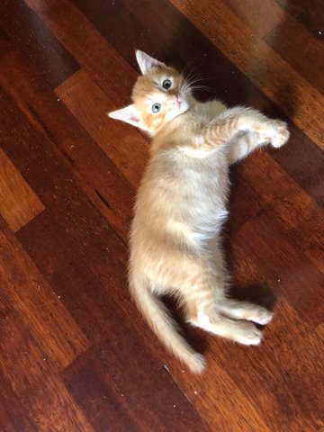 Rafa Need Friends - Domestic Short Hair Cat