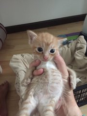 3 Little Kittens - Domestic Short Hair Cat