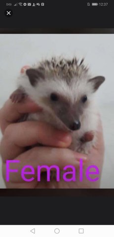Pixie, Pixie, Doxy, Roxy - Hedgehog Small & Furry
