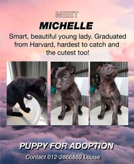 Michelle Lavaughn Obama - Mixed Breed Dog
