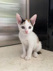 Callie - Domestic Short Hair + Calico Cat