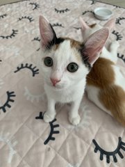 Callie - Domestic Short Hair + Calico Cat