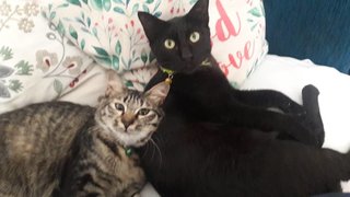 Tam Tam &amp; Lola  - Domestic Short Hair Cat