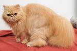 Sherry - Persian Cat