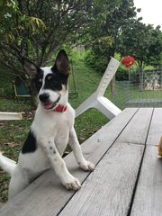 Lucy Liu - Welsh Corgi Mix Dog