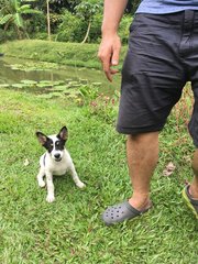 Lucy Liu - Welsh Corgi Mix Dog