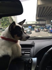 Lucy Liu - Welsh Corgi Mix Dog