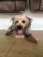 Oreo - Silky Terrier Dog