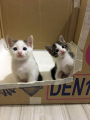 Black Panda &amp; White Panda - Domestic Short Hair Cat