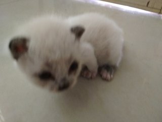 2 Weeks Kitten - Siamese Cat