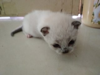 2 Weeks Kitten - Siamese Cat