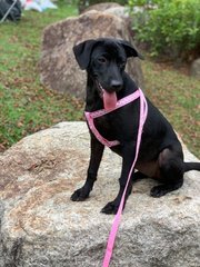 Tara ( Labrador Mix )  - Labrador Retriever Mix Dog