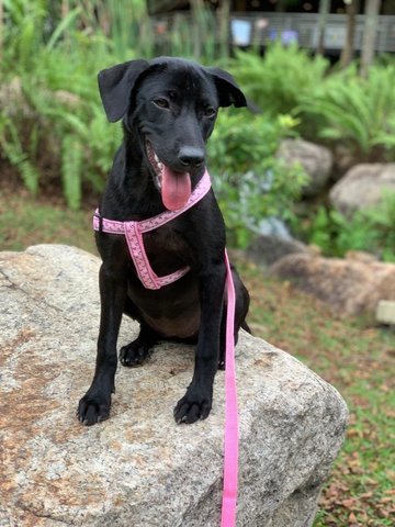 Tara ( Labrador Mix )  - Labrador Retriever Mix Dog