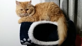 Toffee - Persian Cat