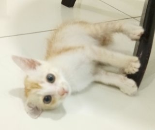 Kittu - Tabby + Munchkin Cat