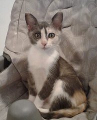 Polly - Domestic Short Hair Cat